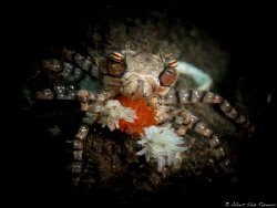 Mosaic Boxer Crab with eggs by Albert Sáiz Tezanos 